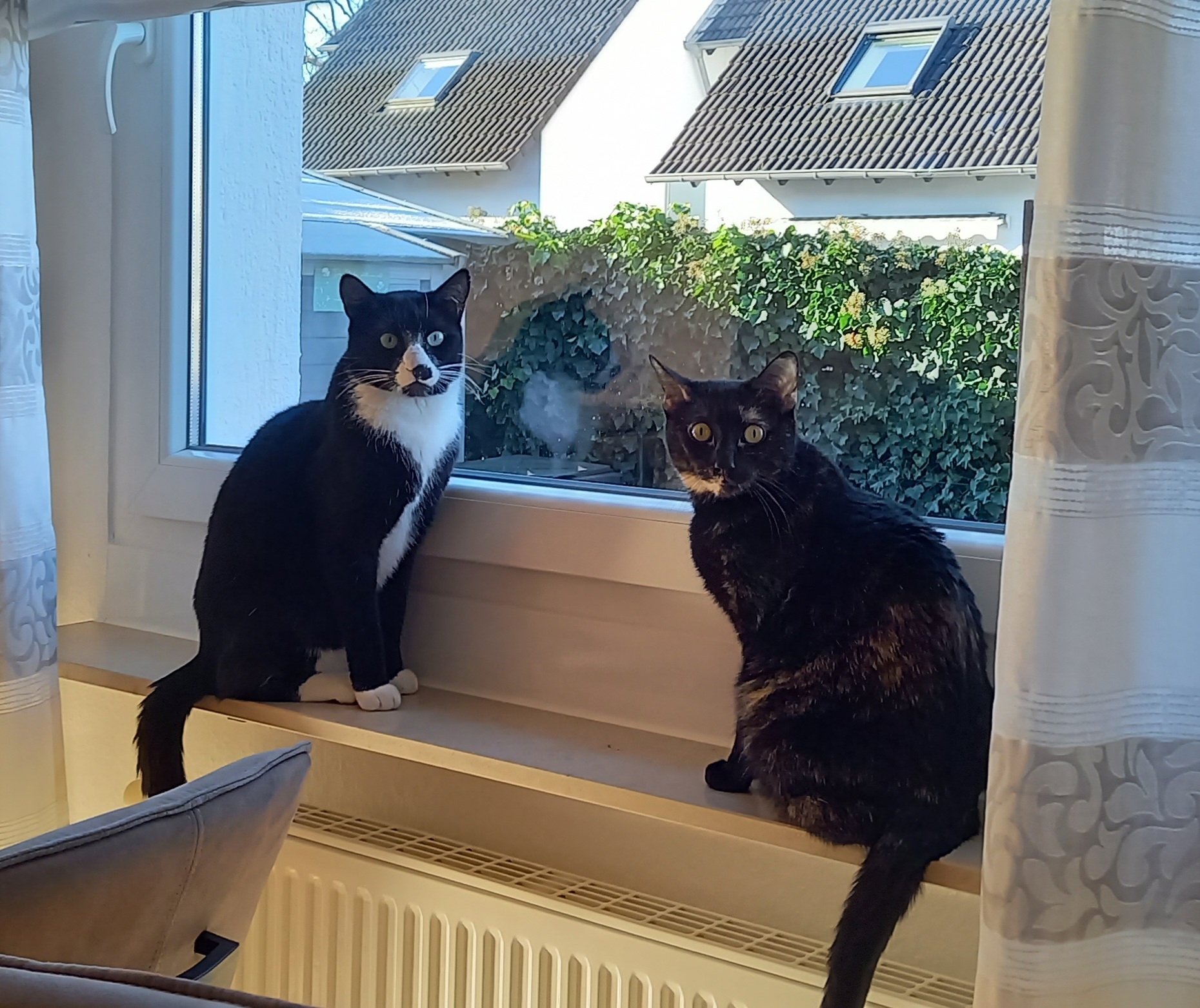 Socke und June_20251226_111409.jpg